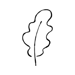 Leaf hand drawn in a minimalist style. Sketch of oak leaf isolated on a white background. Decorative element. Vector illustration.