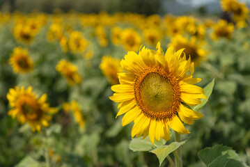 Fototapeta premium Closed up sunflowers in the garden