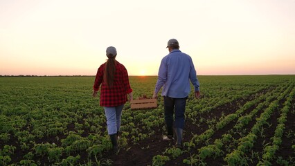 farmers carry vegetable harvest into field sunset. potato harvest season. small business...