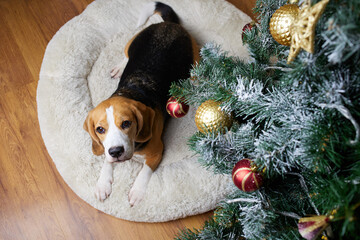 A beagle dog is lying next to a Christmas tree. The concept of New Year and Christmas.