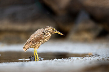 Striated heron, Butorides striata. Silhouette of a bird in the water. Red Sea coast, Saudi Arabia.
