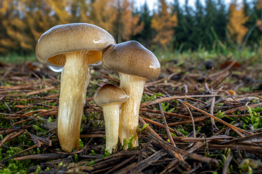 Edible mushrooms Hygrophorus hypothejus, commonly known as Herald of the winter, with autumn forest in the background