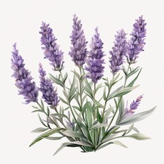 Fototapeta premium Watercolor wildflower and herb bouquets