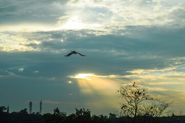 birds in the sky
