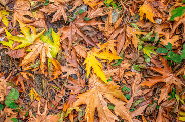 Autumn landscape. Autumn tree leaves sky background.
