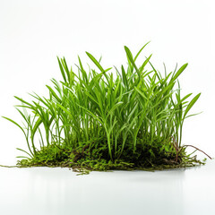 Obraz premium grass in solid white background