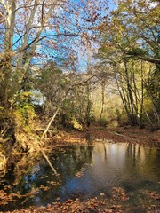 Berges boisées vallée Hérault affluent Peyne, rivière et arbres, végétation automne, couleurs automnales nature , Occitanie , environnement ripisylve  gestion eau écologie,  Sud de la France