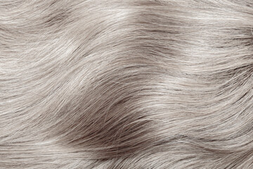 Blond hair close-up as a background. Women's long blonde hair. Beautifully styled wavy shiny curls. Hair coloring. Hairdressing procedures, extension. White hair