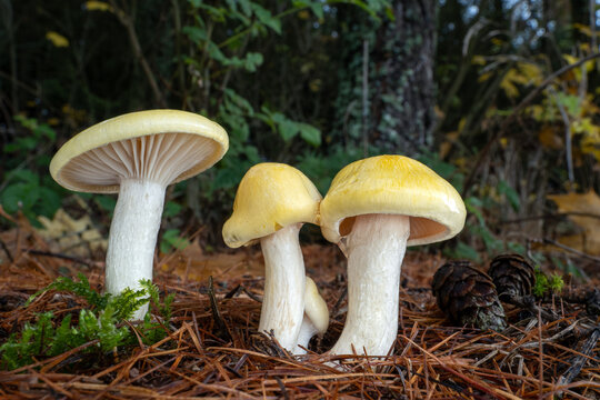 Hygrophorus lucorum, known as The Larch Woodwax is an edible mushroom with bright yellow cap and white slimy stem. Close-up shot of fungi.
