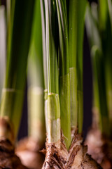 Pedicels and bulbs of daffodils (narcissus)  in a flowerpot