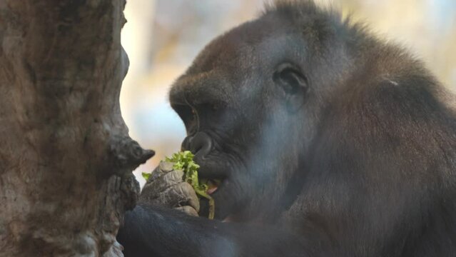 Gorilla in wildlife park