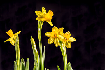 Yellow daffodils (Narcissus) in full bloom in front of a black background