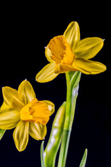 Yellow daffodils (Narcissus) in full bloom in front of a black background