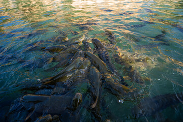 Carp fish swimming on Balikligol (The Fish Lake) in Sanliurfa, Turkey.