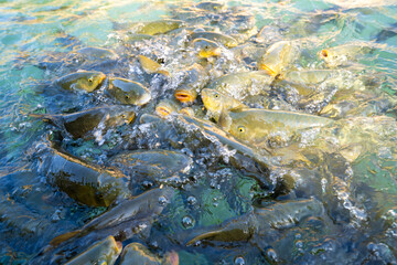 Carp fish swimming on Balikligol (The Fish Lake) in Sanliurfa, Turkey.