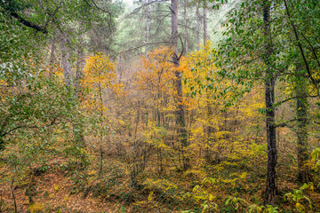Obraz premium Autumn landscape. Autumn tree leaves sky background.
