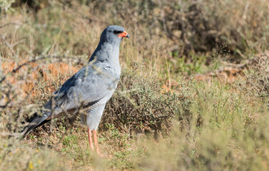 Pale chanting goshawk (Melierax canorus) side profile or side on standing on the ground in Karoo national park, South Africa