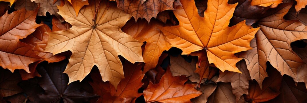 Autumn Leaves Fallen Maple Italian Gardens , Banner Image For Website, Background, Desktop Wallpaper