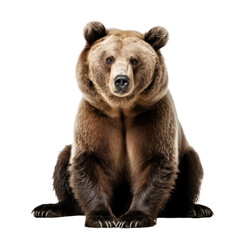 Fototapeta premium a grizzly bear sitting isolated on transparent background or white background.