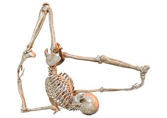 3D Rendering Human Skeleton on White