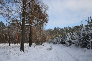 Zimowe krajobrazy. Las i staw podczas zimowych mrozów i słonecznych promieni.