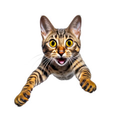 portrait cute funny Bengal cat,wild animal, jumps towards the camera, fluffy pet, isolated