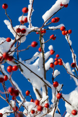 Rose-hips on branches and twigs of dog rose (Rosa canina) covered with snow and ice crystals on a...
