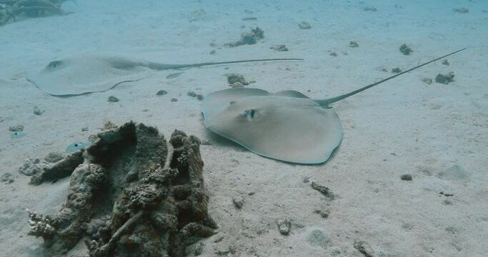 Closeup underwater shot of two stingrays resting on sandy ocean floor.