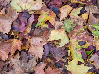 Seasonal Mosaic: Ground Adorned with Leaves in Autumnal Hues.