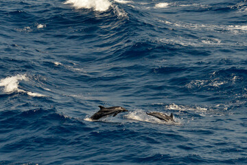 Pod of striped dolphin jumping in the sea