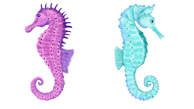 Blue and purple seahorse in watercolor. Transparent background. Resource in png.