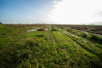 Agricultural fields near Blije, the Netherlands