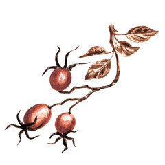 Watercolor rosehip branch with red berries and brown leaves. Template isolated illustration of autumn Dog rose. Hand drawn for invitations and cards, printing on packaging and textile, making sticker