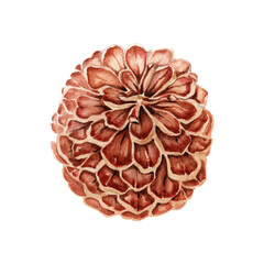 Pine cone. Design element. Christmas tree decoration. View from the top. Hand drawn watercolor illustration isolated on transparent background. Winter forest collection for holiday cards and designs