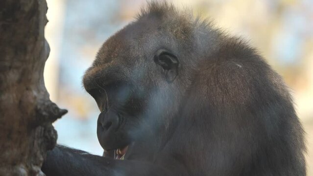 Gorilla in wildlife park