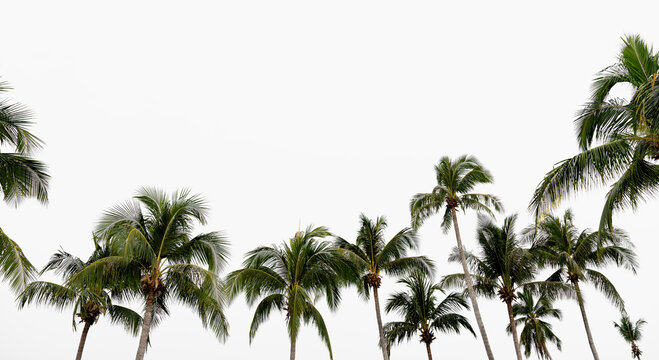 Palm Trees on White Background, Group of Tropical coconut palm trees by the beach, Nature elements for Summer Backdrop or Banner for Summer Holiday Travel, Vacation
