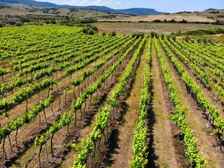 Fototapeta na wymiar Sardinia landscape with vineyard in Valledoria