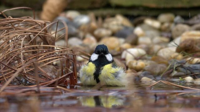 A Great Tit bathing in the water