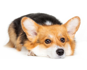 Welsh Corgi, dog, smile, portrait on a white background, isolate