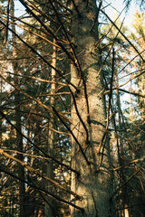 bare spruce trunk on which the autumn sun falls