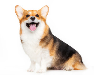 Welsh Corgi, dog, smile, sitting on a white background, isolate
