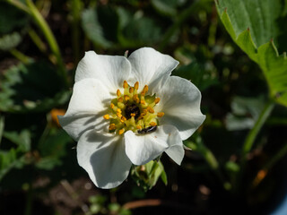 Close-up of strawberry flowers with visible frost damage in the center of the flower that turns black while petals are white in spring