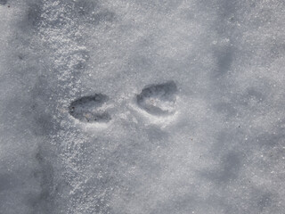 Close-up of a row of the footprints of roe deer (Capreolus capreolus) on the ground covered with white snow in winter