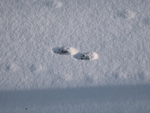 Footprints of the European pine marten (Martes martes) in the snow in winter. Detailed footprints and tracks on surface