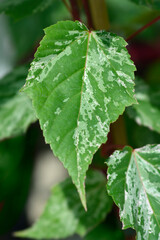 Snakebark maple Red Flamingo leaves