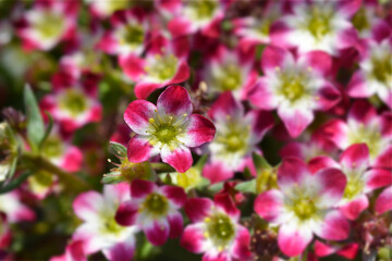 Mossy Saxifrage Pixie Pearls flowers