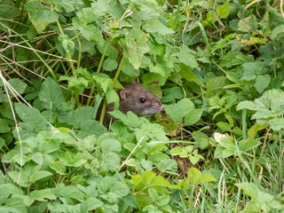 Close-up shot of the Common rat (Rattus norvegicus) with dark grey and brown fur in the green grass