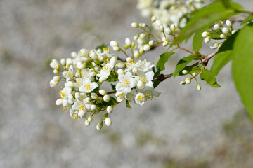Lemoine Deutzia flowers