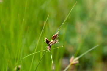 Saltmarsh bulrush flower