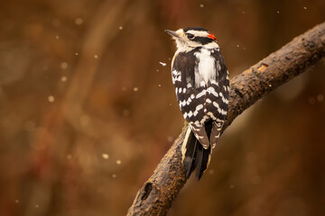 A male Downy Woodpecker on a branch in winter 